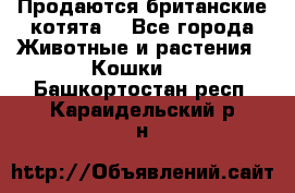 Продаются британские котята  - Все города Животные и растения » Кошки   . Башкортостан респ.,Караидельский р-н